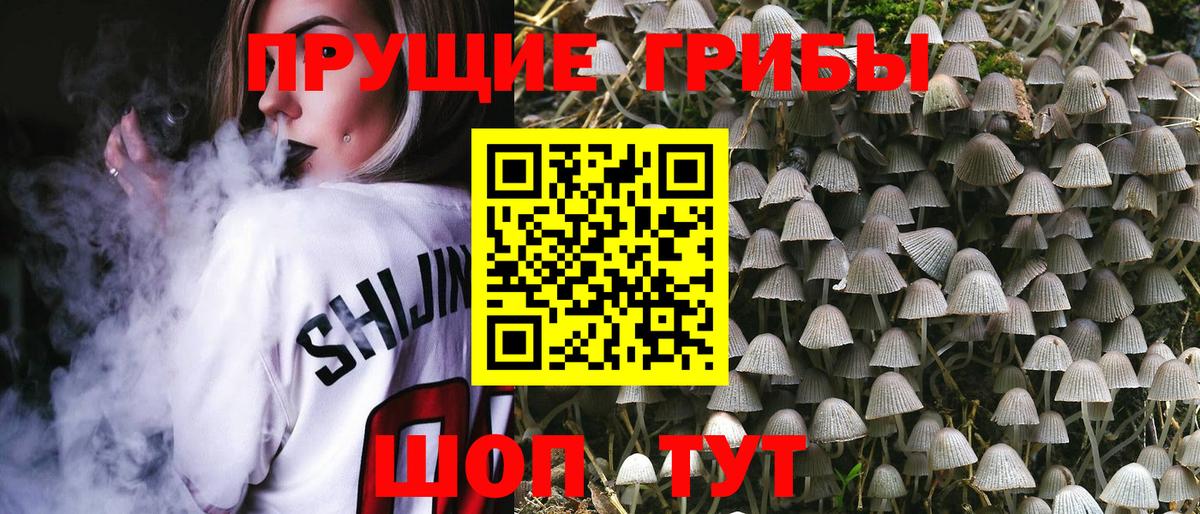 Галлюциногенные грибы Psilocybine cubensis Курчатов